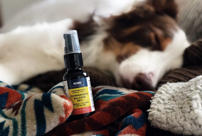 CBD and Pets: The Latest Science Behind the Benefits of Cannabinoid Balance Pet+
