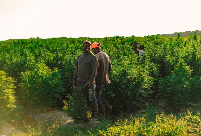 Lazarus Naturals Brand Spotlight: Employee-Owned CBD With a Mission