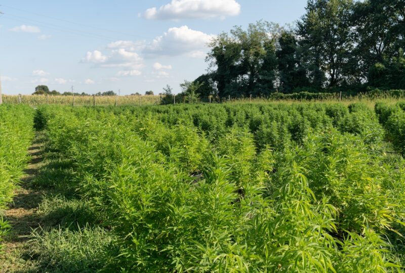 “Cornbread Hemp Review 2026: Kentucky-Grown Full Spectrum CBD Put to the Test”