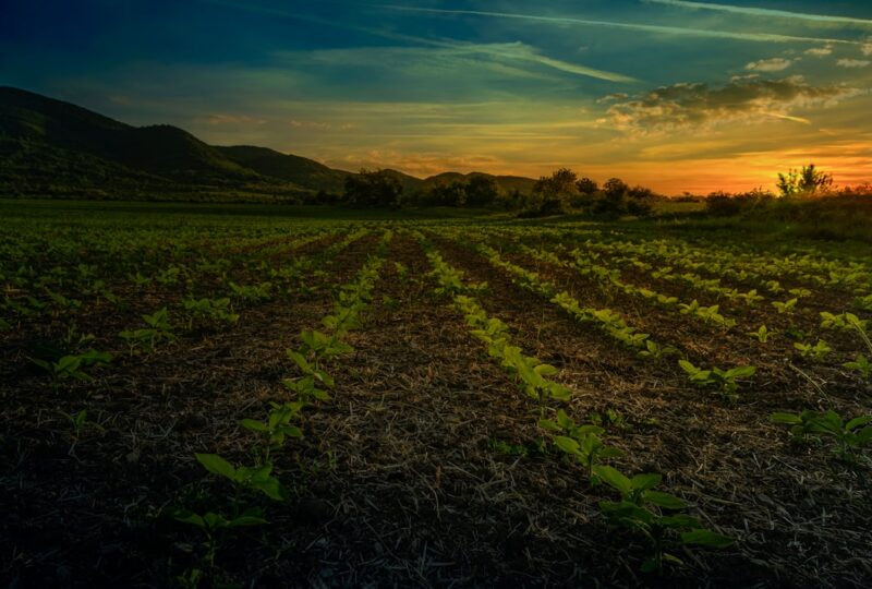 Charlotte’s Web Review 2026: Is the Original CBD Brand Still Worth It?